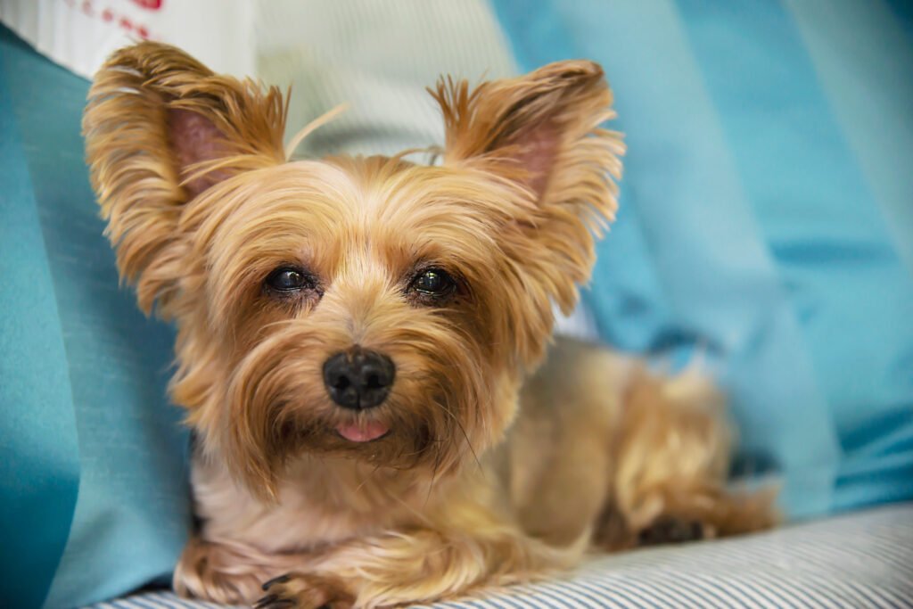 Yorkie poo