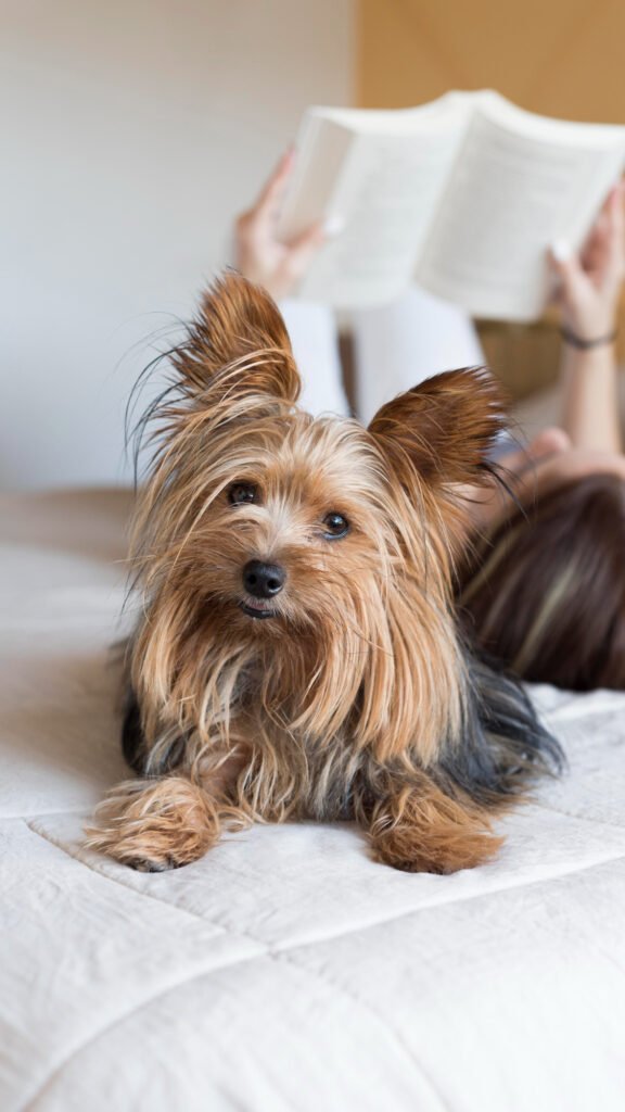 Yorkie poo