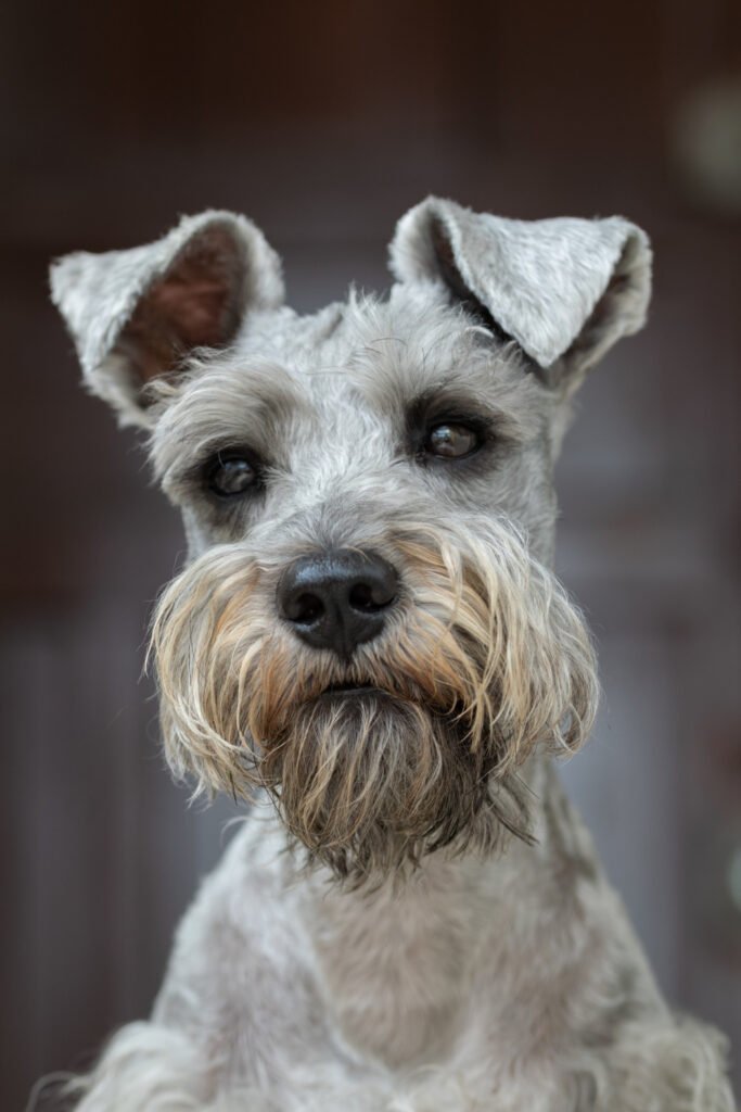 Schnauzer