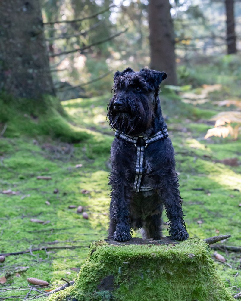 Black Yorkie