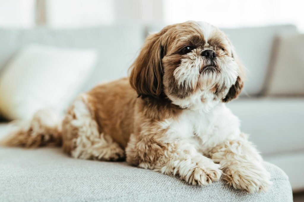 Shih tzu