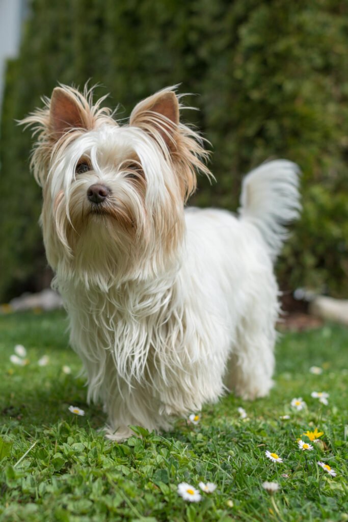 White Yorkie