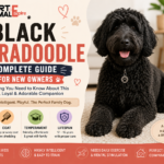 BLACK LABRADOODLE