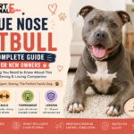 Blue Nose Pitbull
