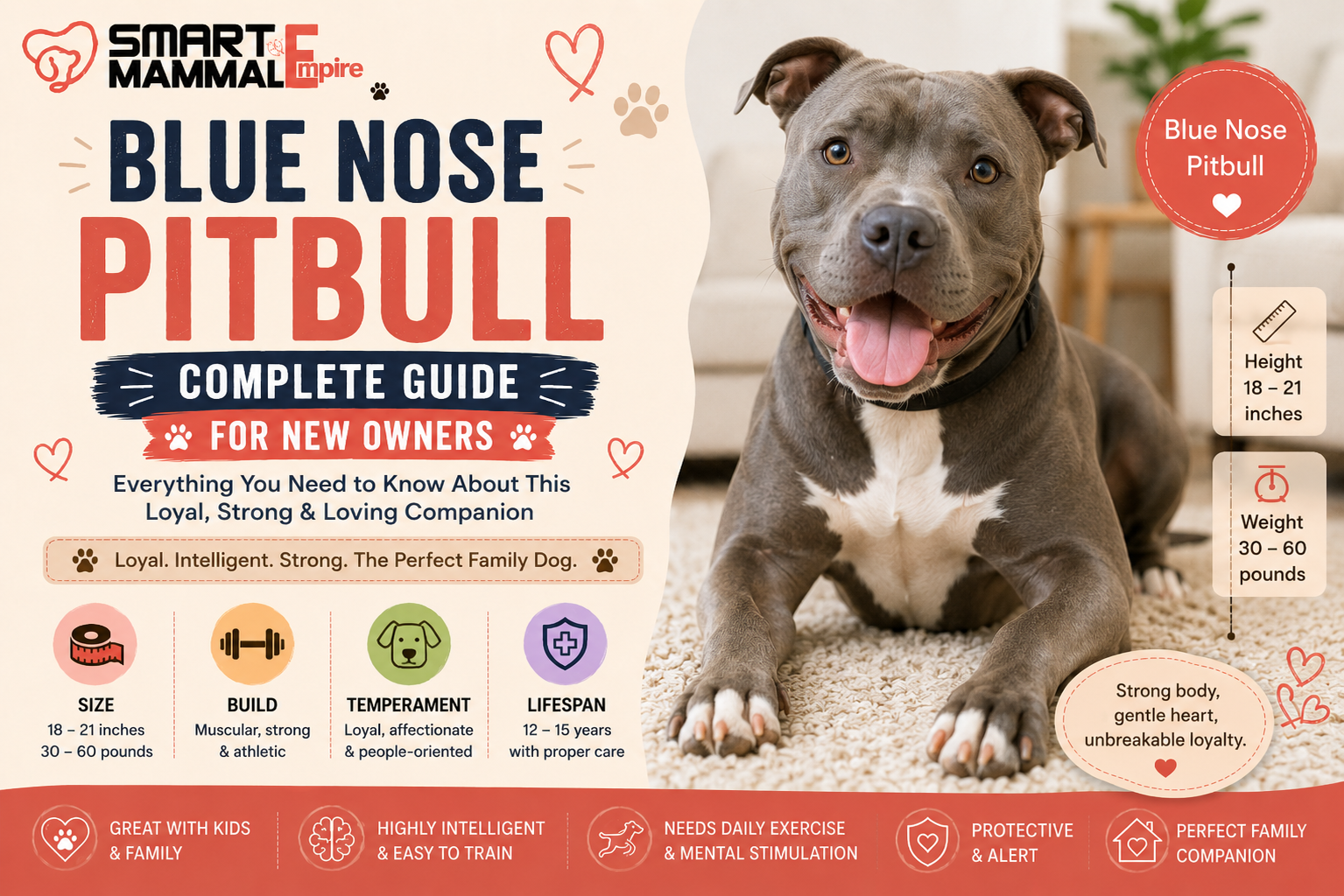 Blue Nose Pitbull