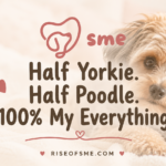 Yorkie poo