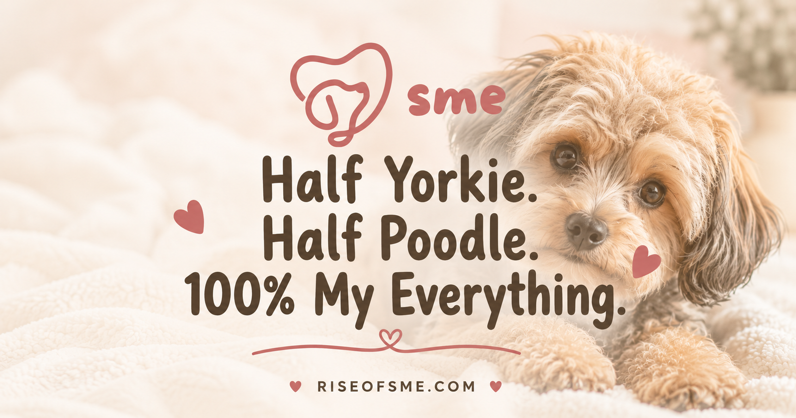 Yorkie poo