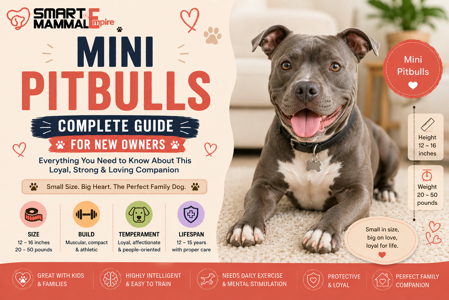 Mini Pitbull