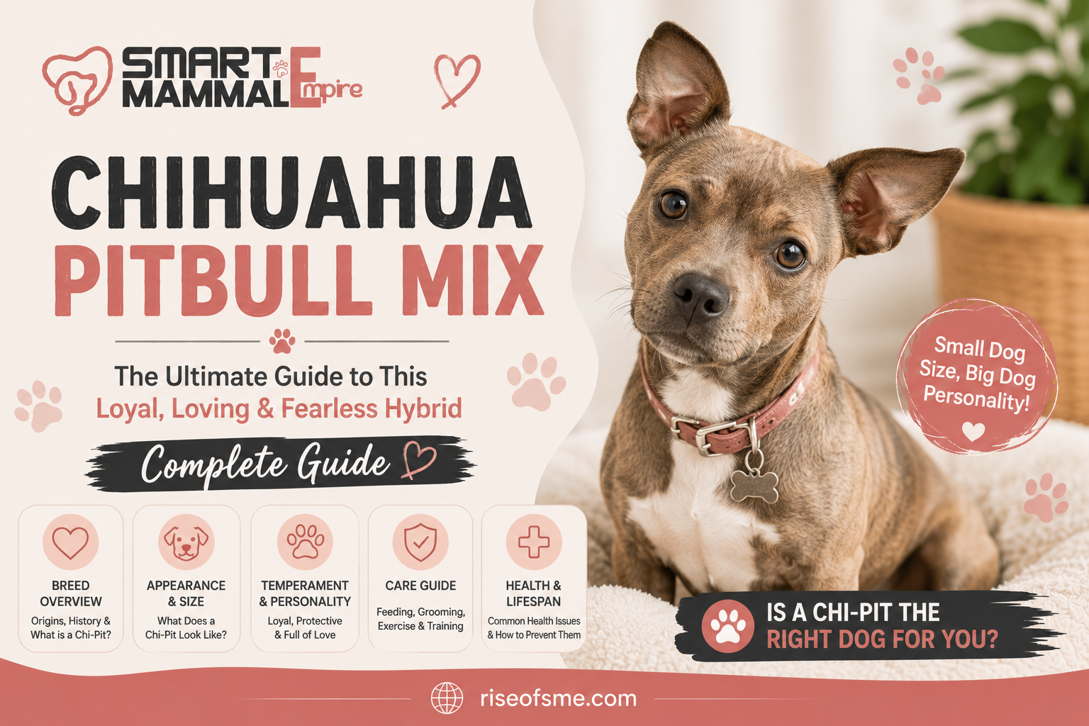Chihuahua Pitbull Mix
