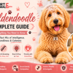 Goldendoodle
