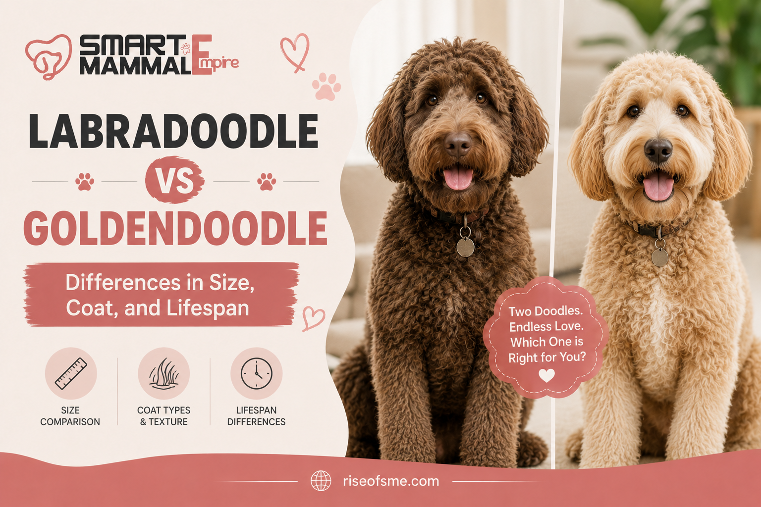 Labradoodle vs Goldendoodle