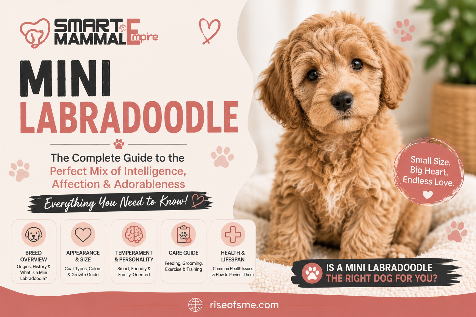 Mini labradoodles
