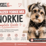 Schnauzer Yorkie Mix