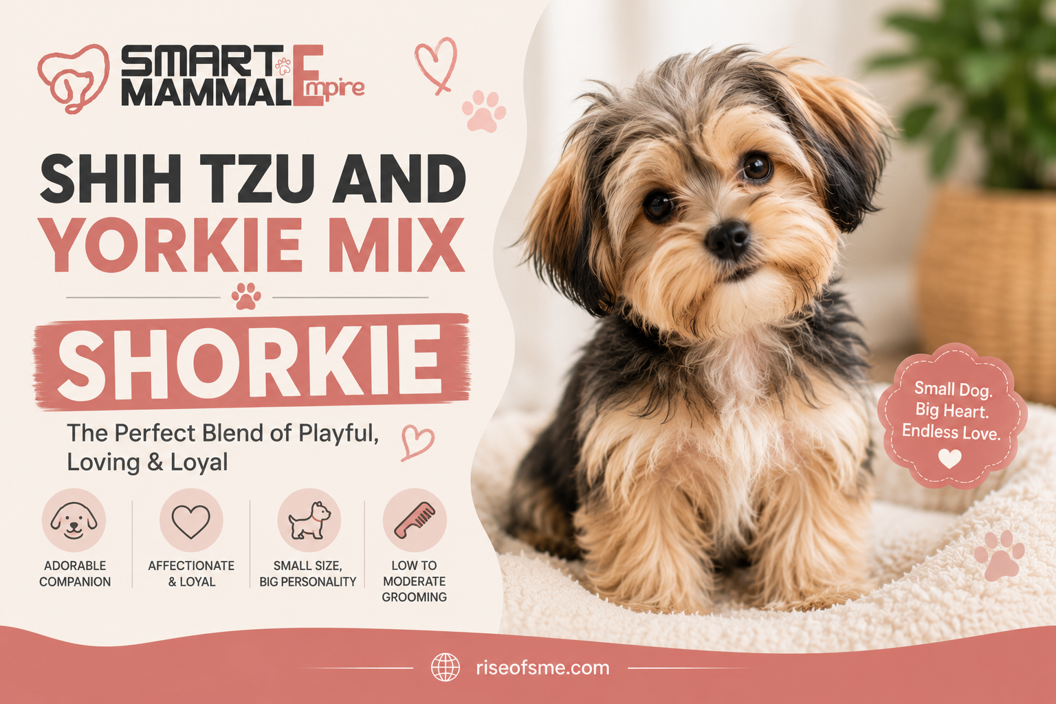 Shih tzu and Yorkie Mix
