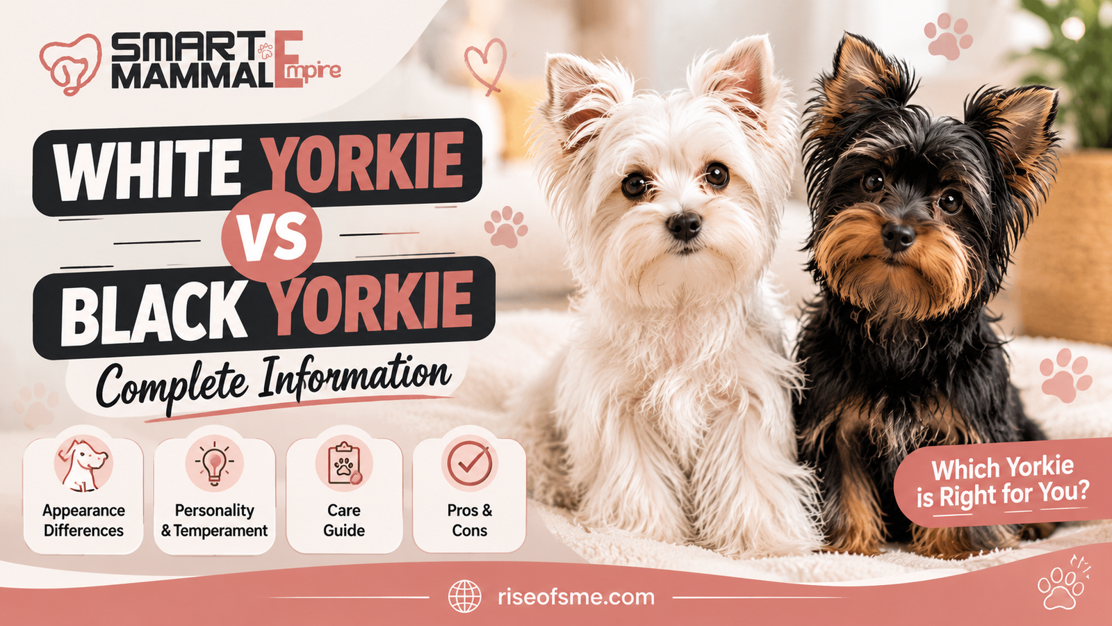 White Yorkie vs Black Yorkie