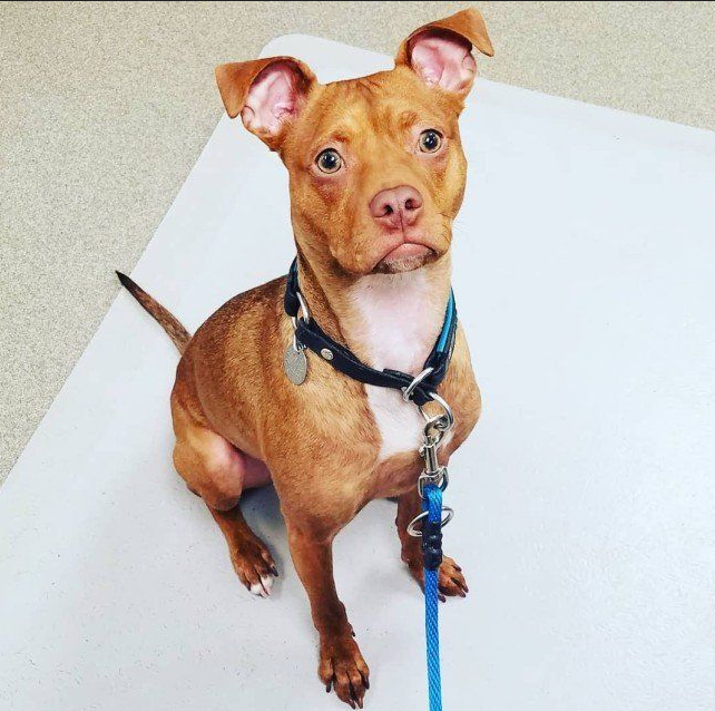 Chihuahua Pitbull Mix