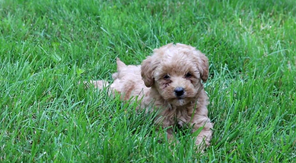 Mini labradoodles