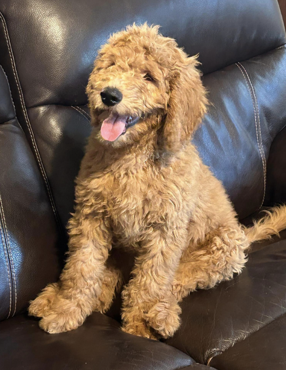 Goldendoodle