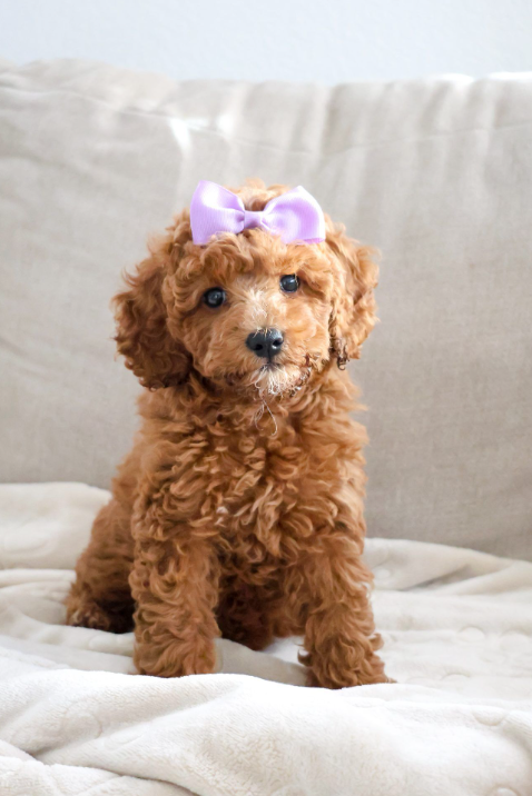 Mini Goldendoodle