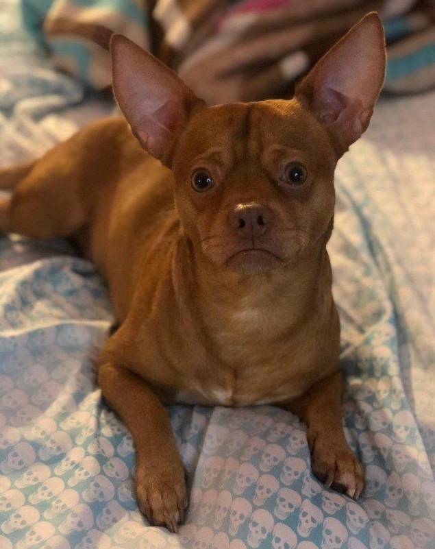 Chihuahua Pitbull Mix