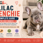 Lilac Frenchie
