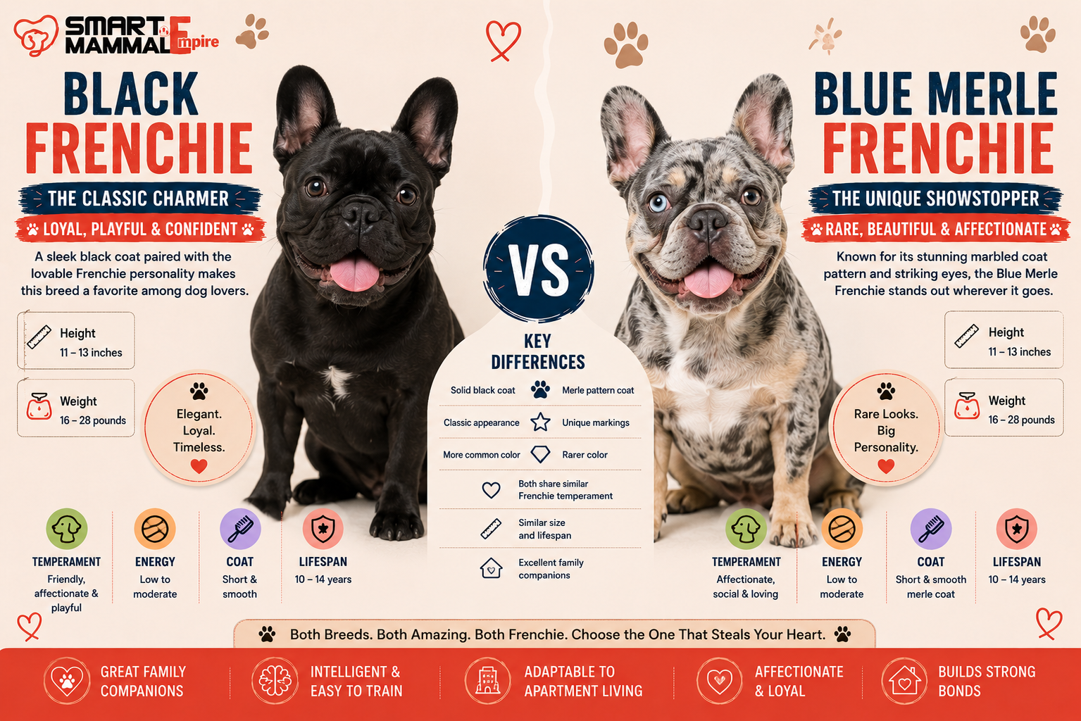 Black Frenchie and Blue Merle Frenchie – Two Beautiful French Bulldogs Breeds