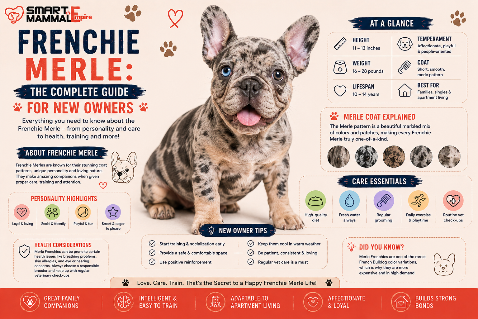 Frenchie Merle: The Complete Guide for New Owners (2026)