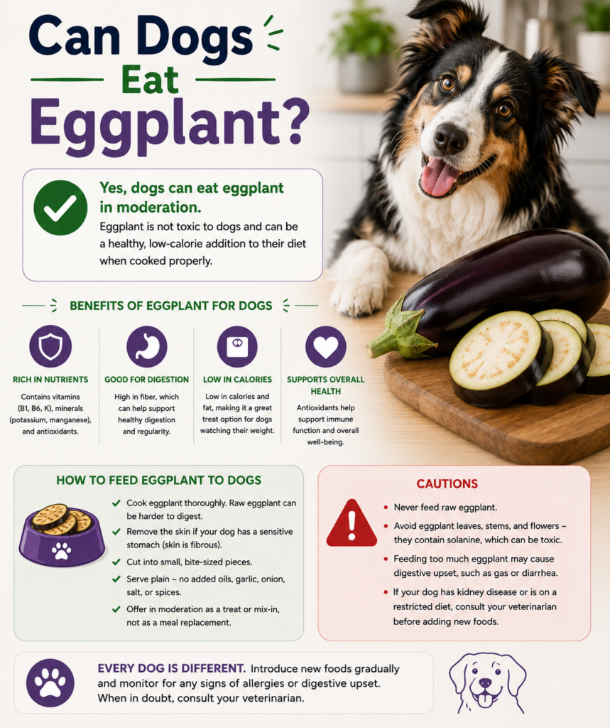 Can Dogs Eat Eggplant?