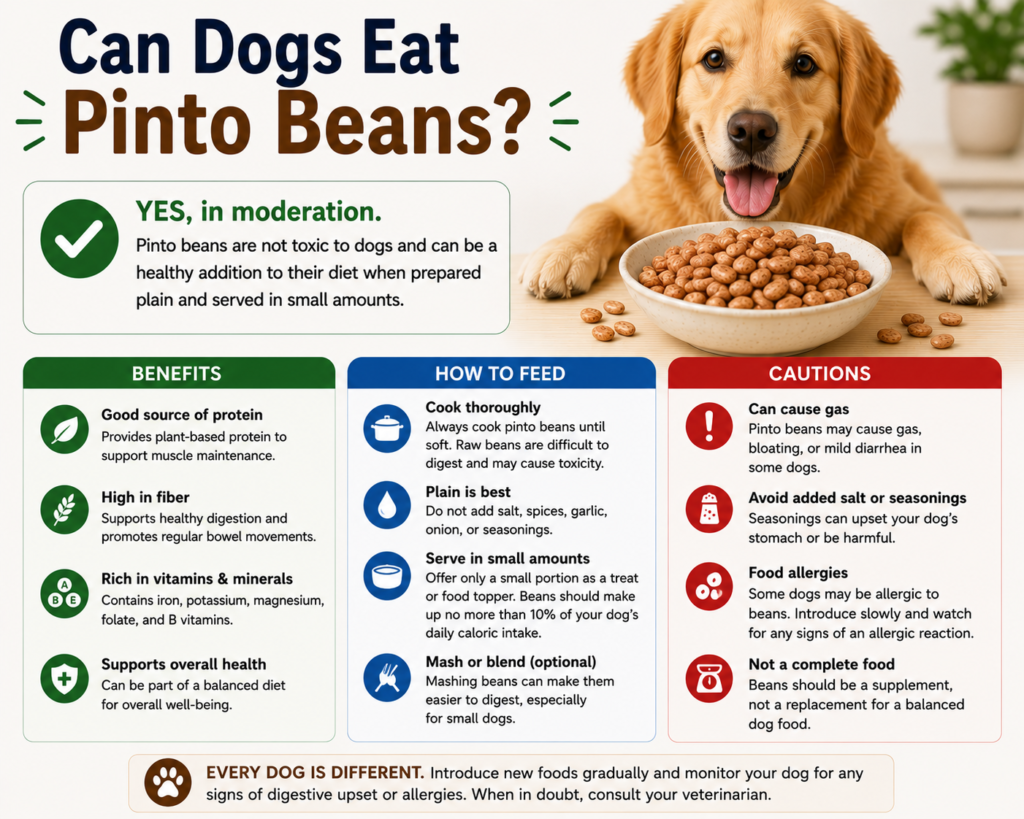 Can Dogs Eat Pinto Beans?
