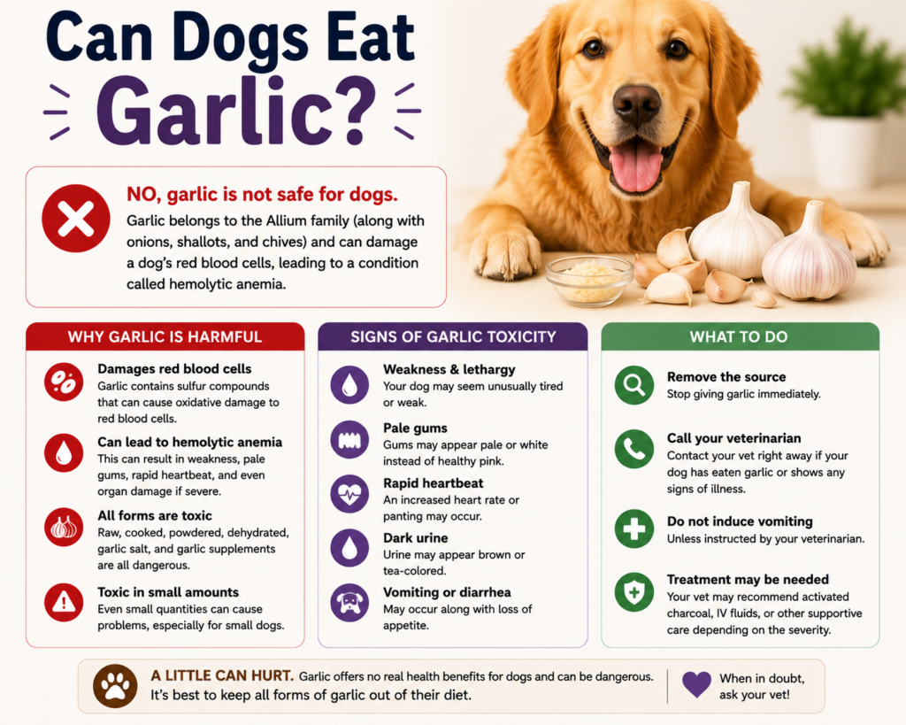 Can Dogs Eat Garlic?