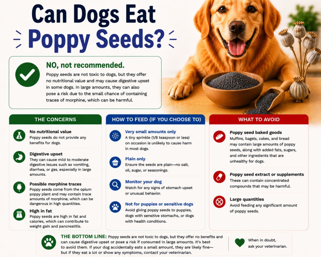Can Dogs Eat Poppy Seeds?