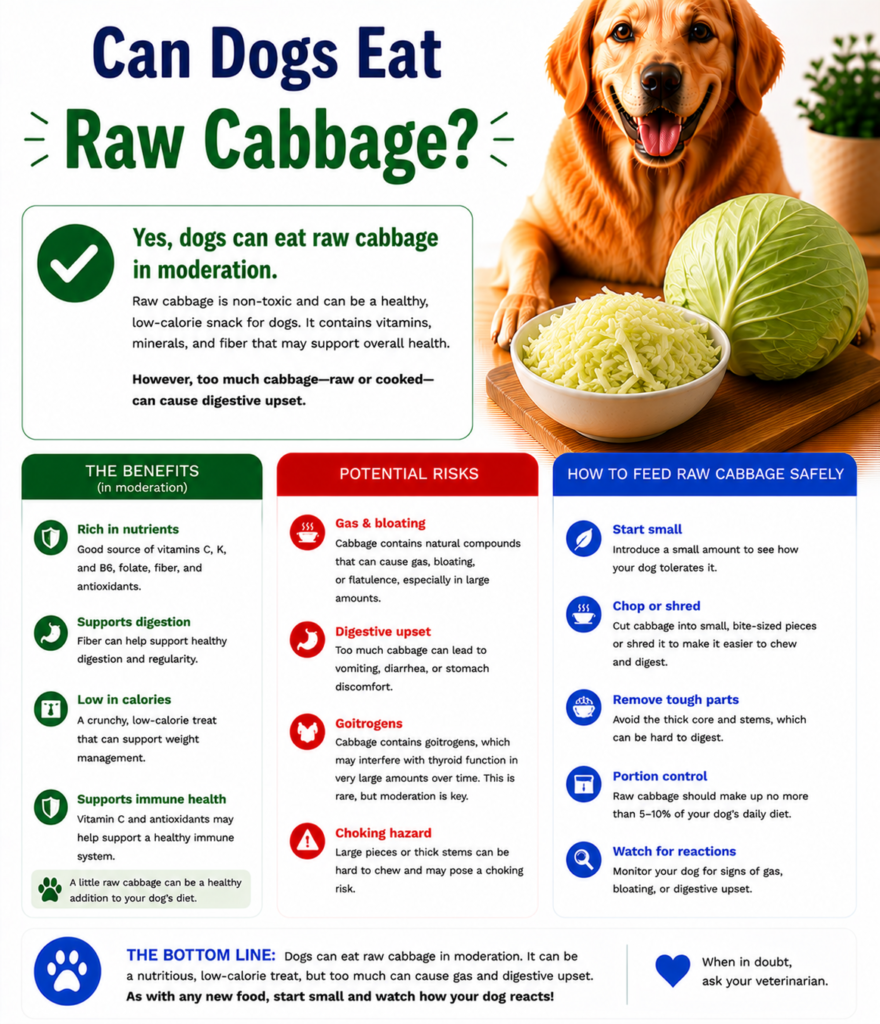 Can Dogs Eat Raw Cabbage?