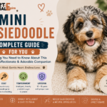 mini aussiedoodle
